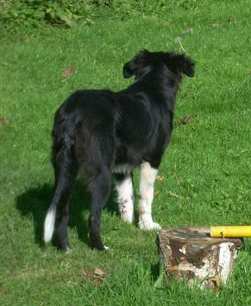 Merlin20111016Merlin4 034.jpg